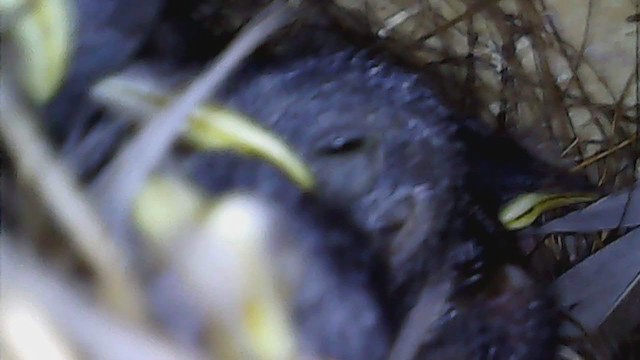 Домовый крапивник [группа musculus] - ML385273381