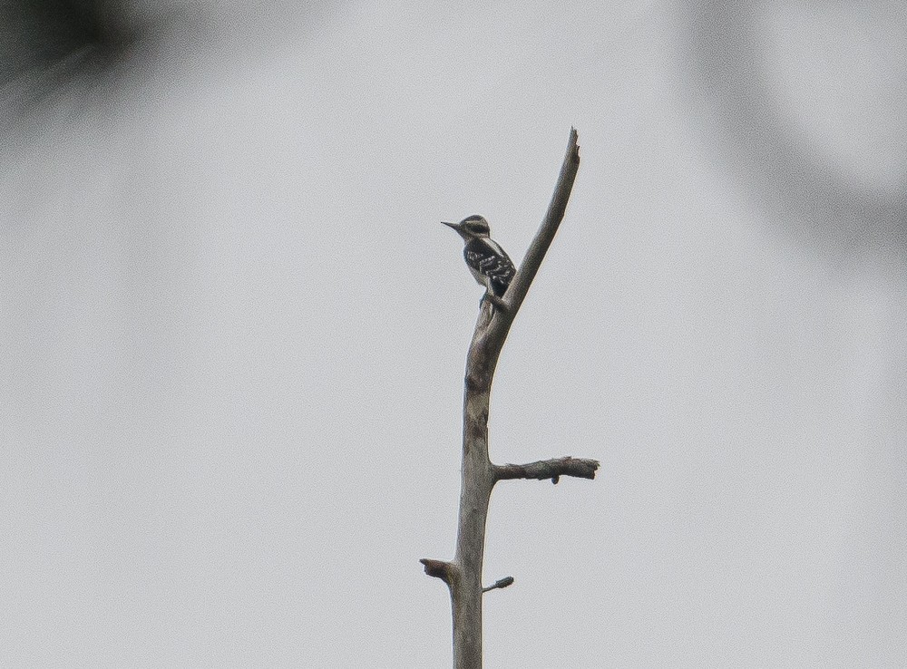 Hairy Woodpecker - ML385273521