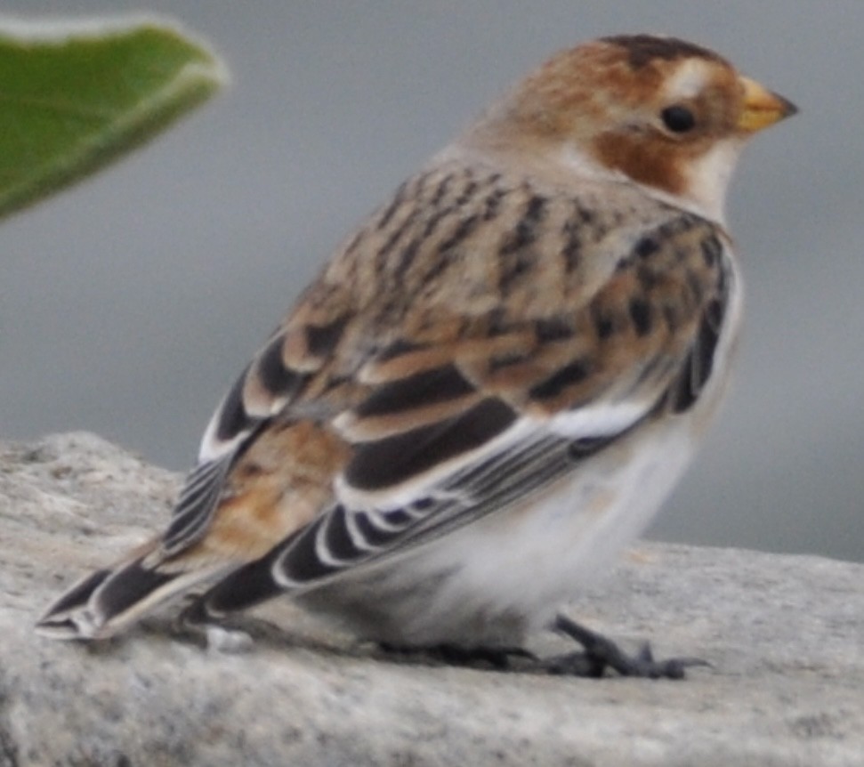 Snow Bunting - ML385274121