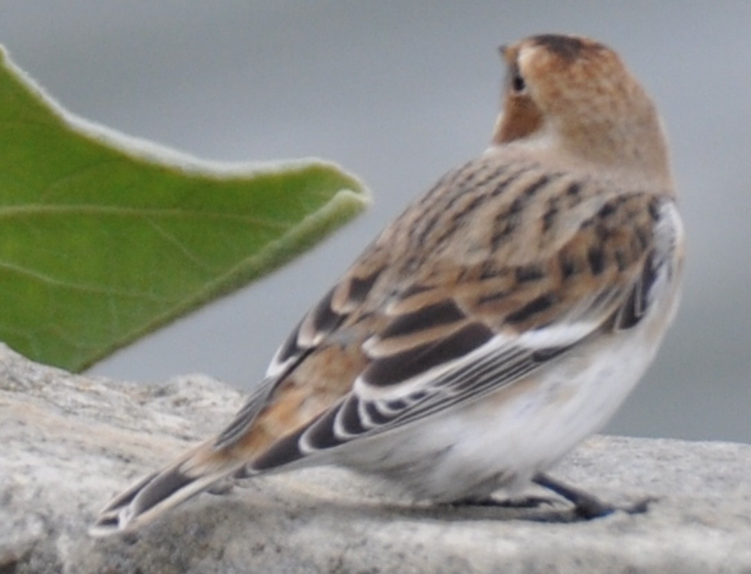 Snow Bunting - MiMi Hoffmaster 🦩👀👂