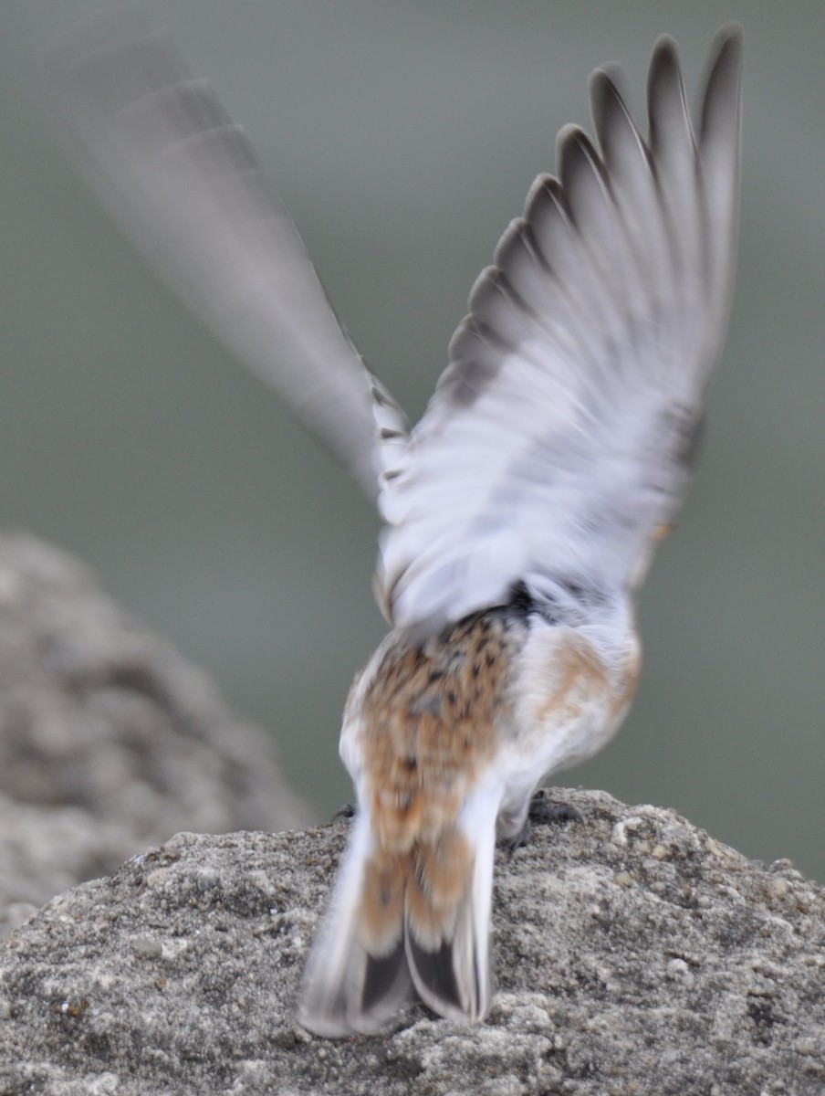 Snow Bunting - ML385274141