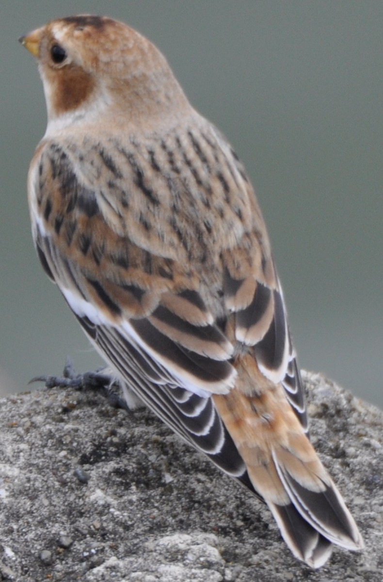 Snow Bunting - MiMi Hoffmaster 🦩👀👂