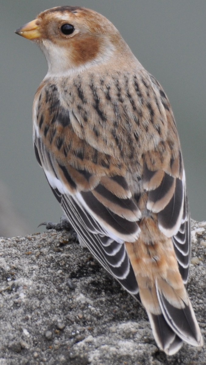 Snow Bunting - ML385274161