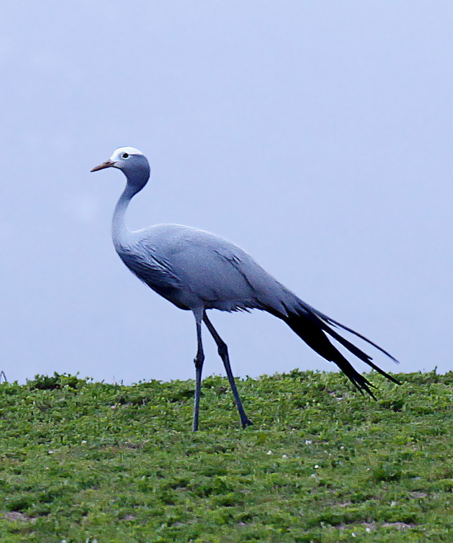 Blue Crane - Peter Candido