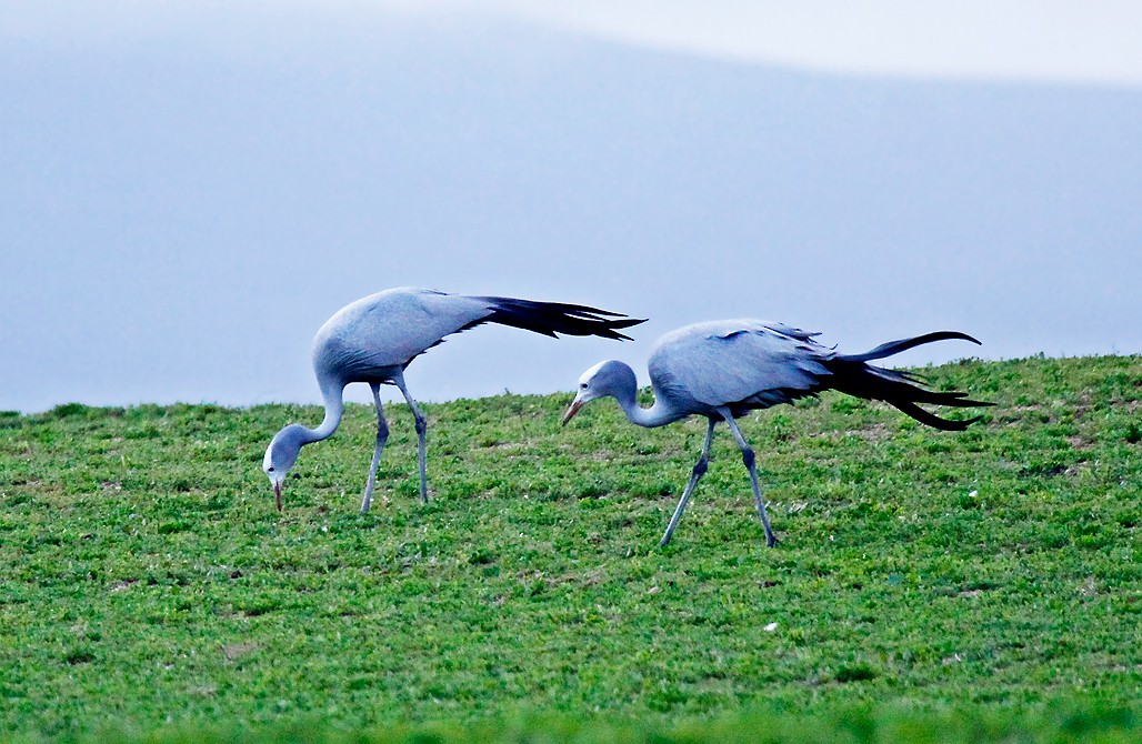 Blue Crane - ML385274801