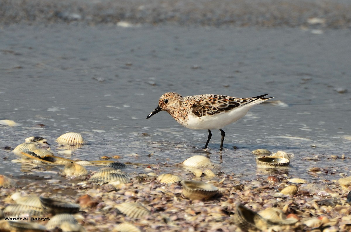 Sanderling - Watter AlBahry