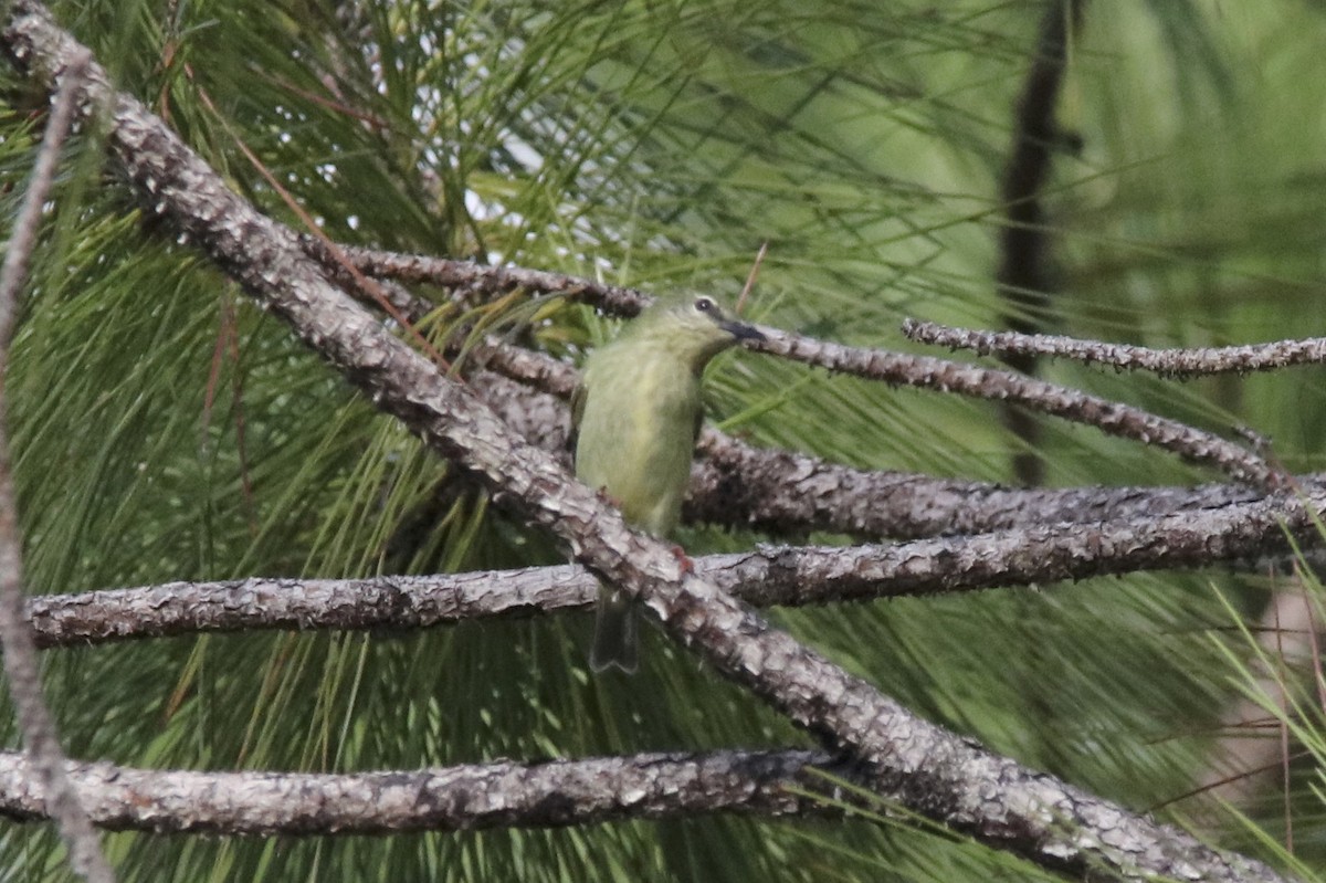 Red-legged Honeycreeper - ML38527741