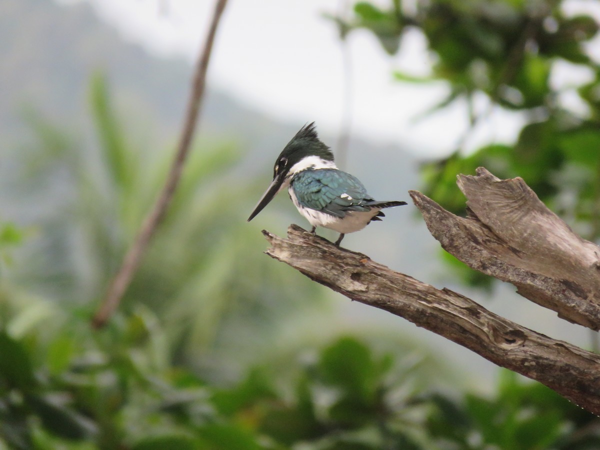 Amazon Kingfisher - Juan Zambrano