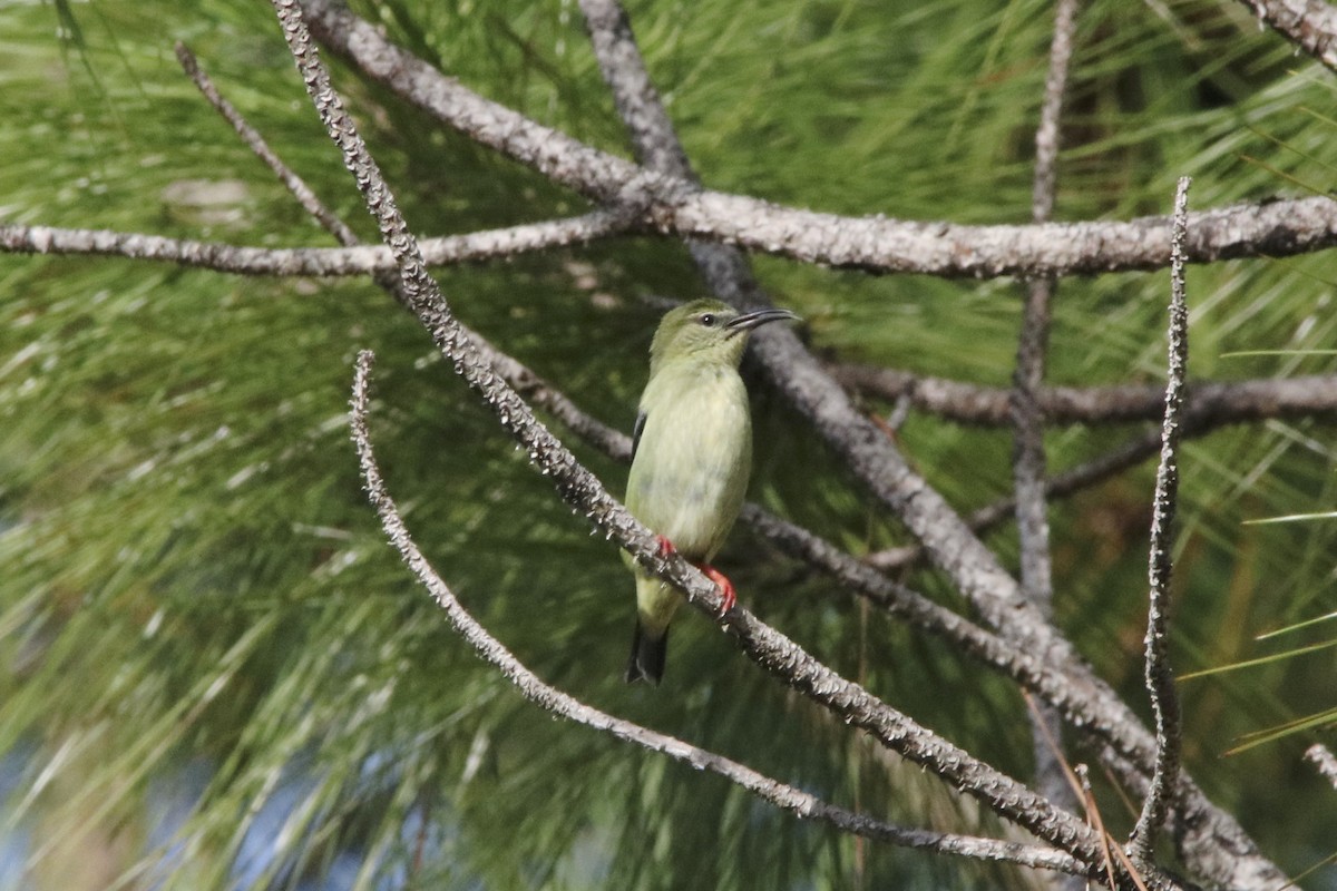 Red-legged Honeycreeper - ML38527871