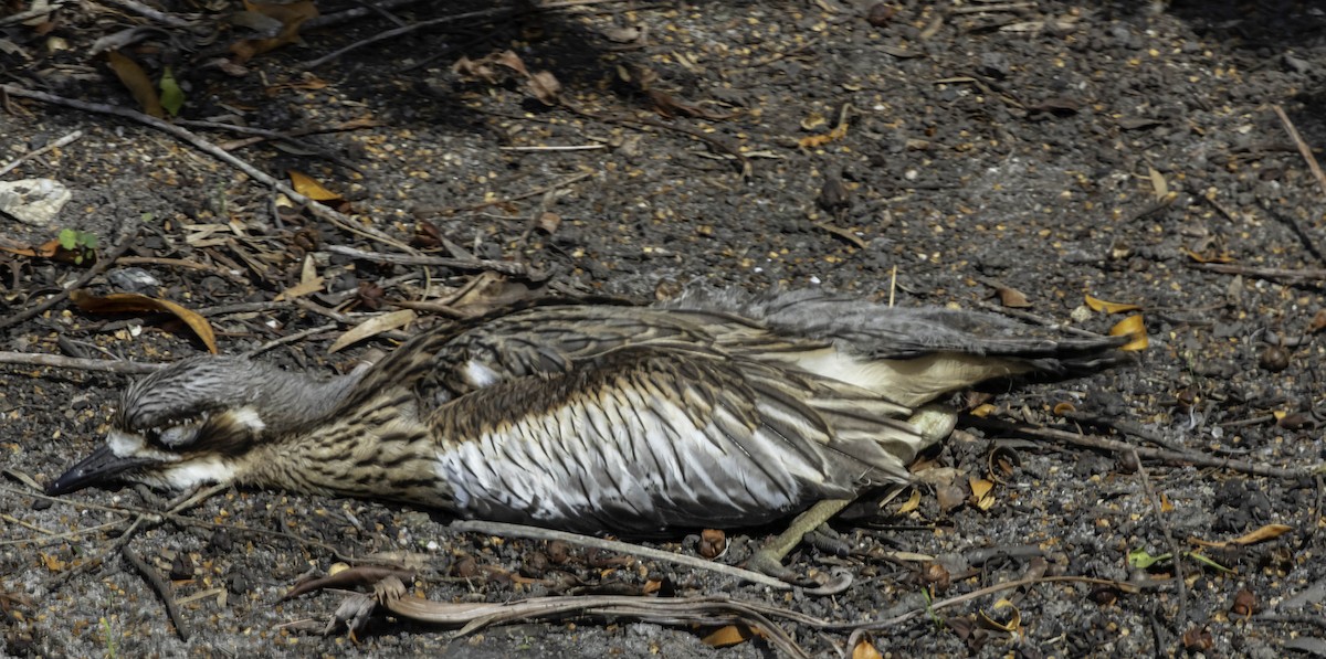 Bush Thick-knee - ML385278791