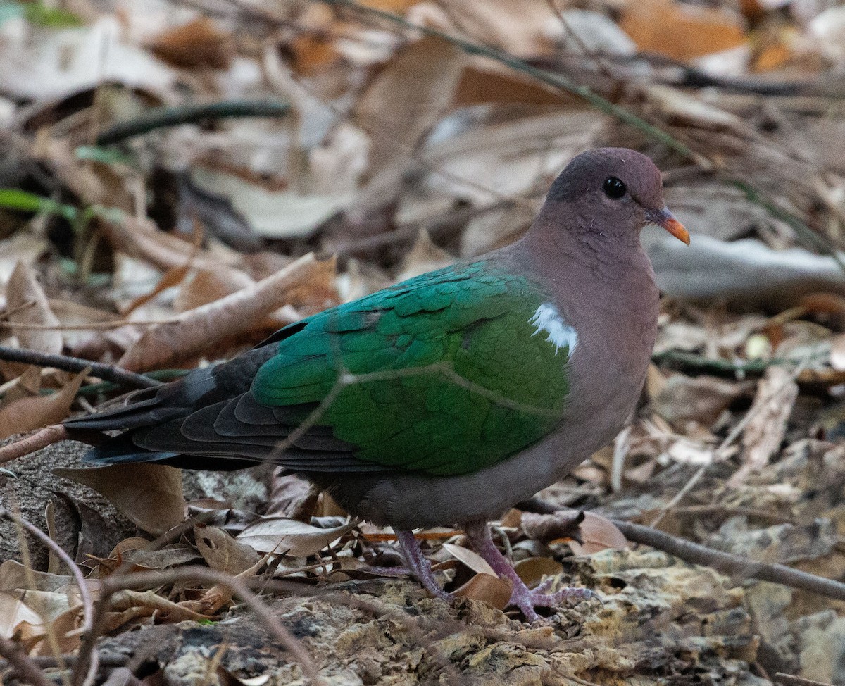 Pacific Emerald Dove - Katherine Clark