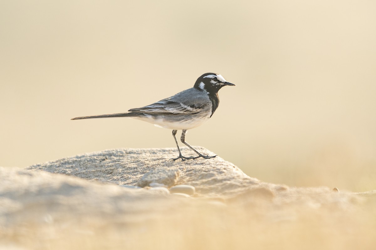 White Wagtail (Moroccan) - Jérémy Calvo