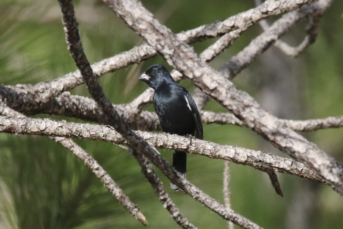 Cuban Bullfinch - ML38528021