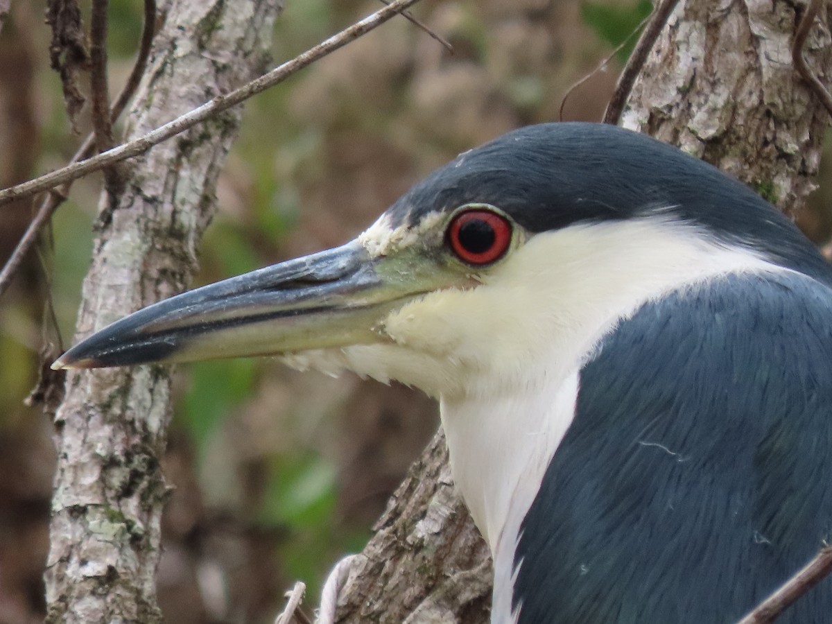 Black-crowned Night Heron - ML385280431