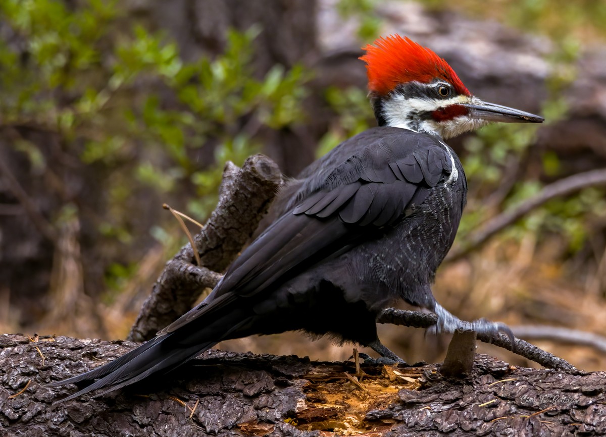 Pileated Woodpecker - Chris LeBoutillier