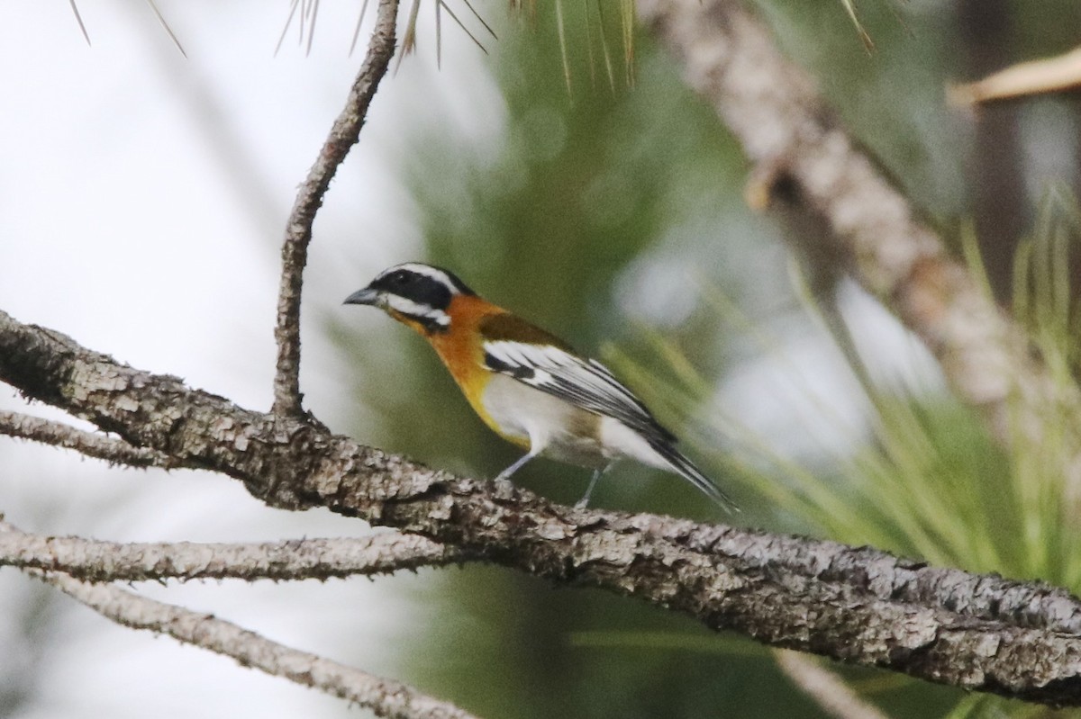 Western Spindalis (Cuban) - ML38528081