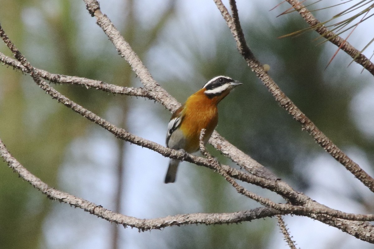 Western Spindalis (Cuban) - ML38528131