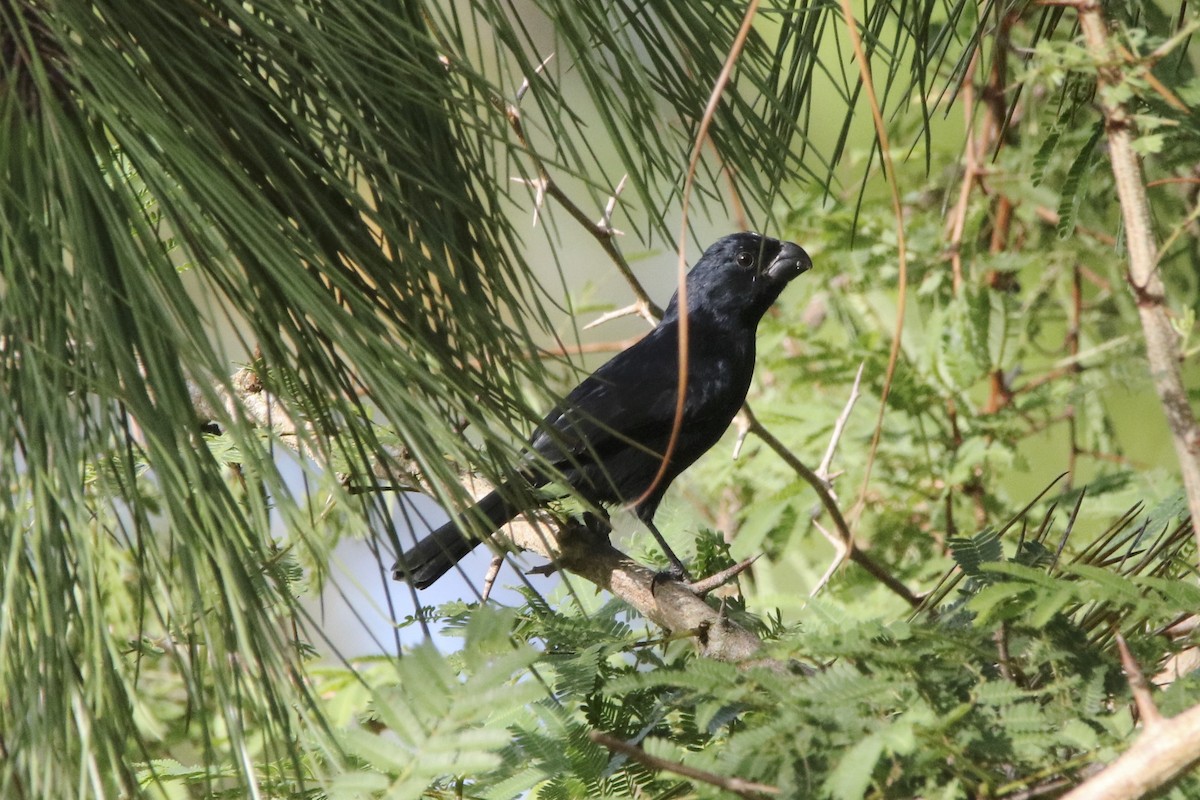 Cuban Bullfinch - ML38528191