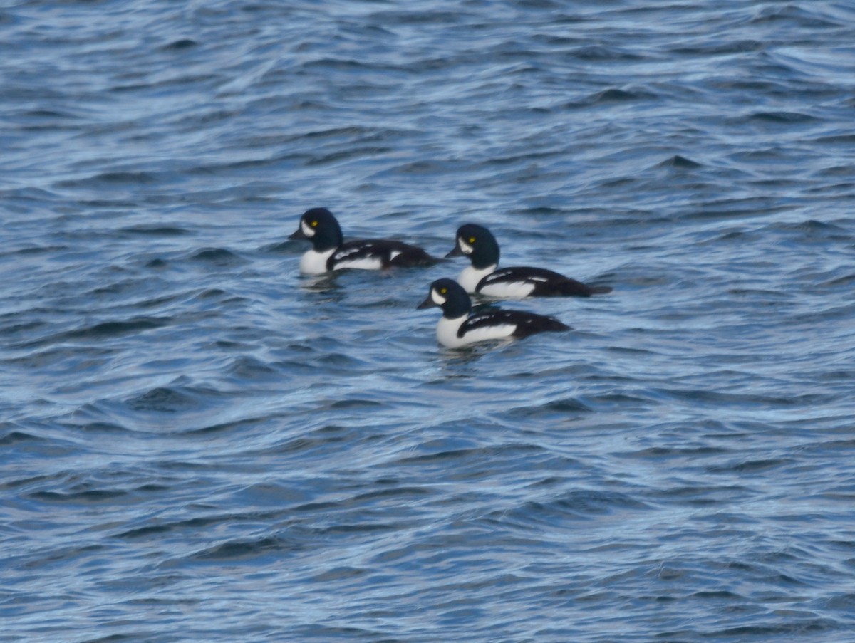 Barrow's Goldeneye - ML385282101