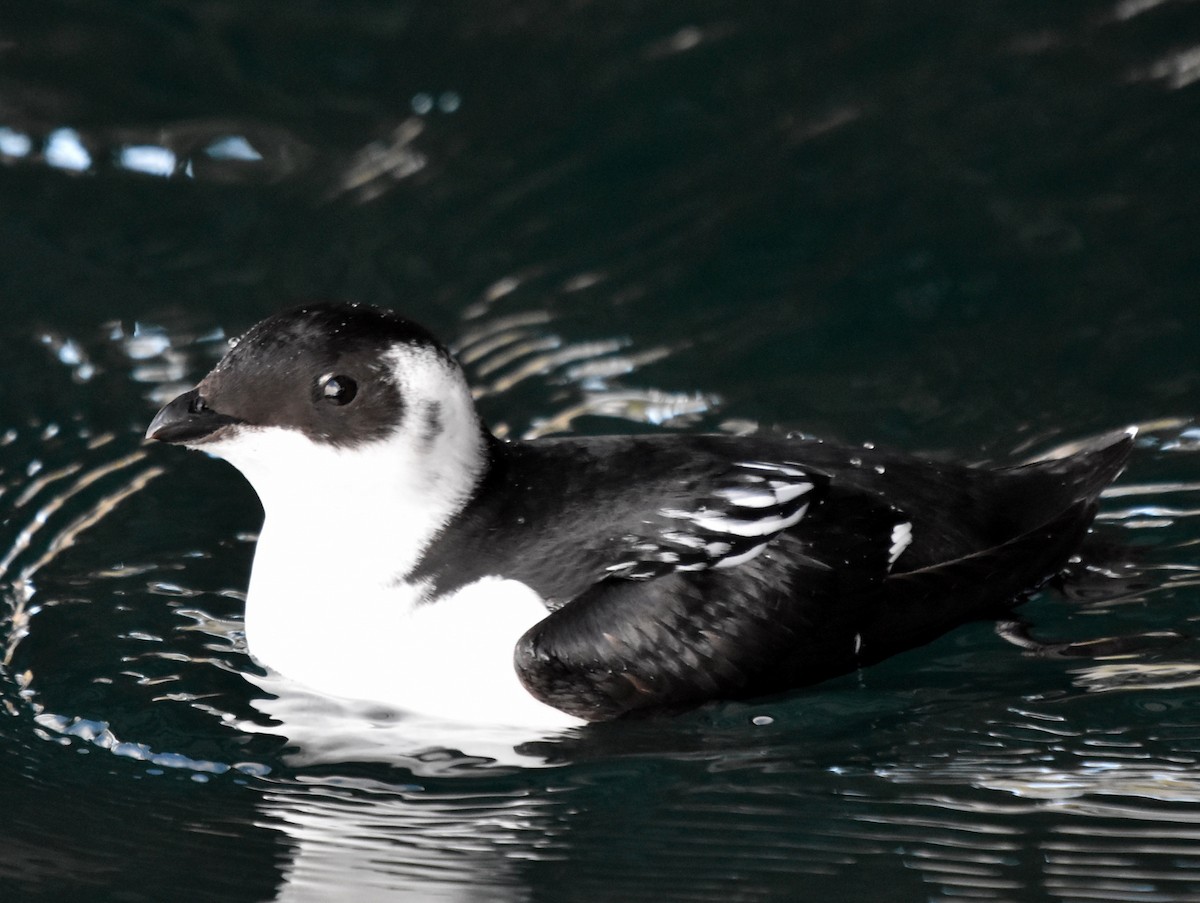 Dovekie - ML385282151