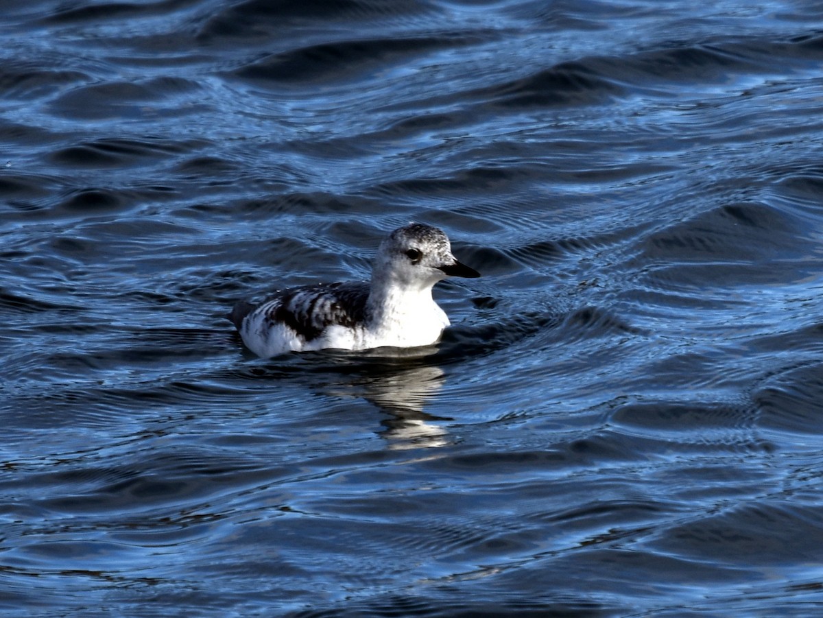 Black Guillemot - ML385282191