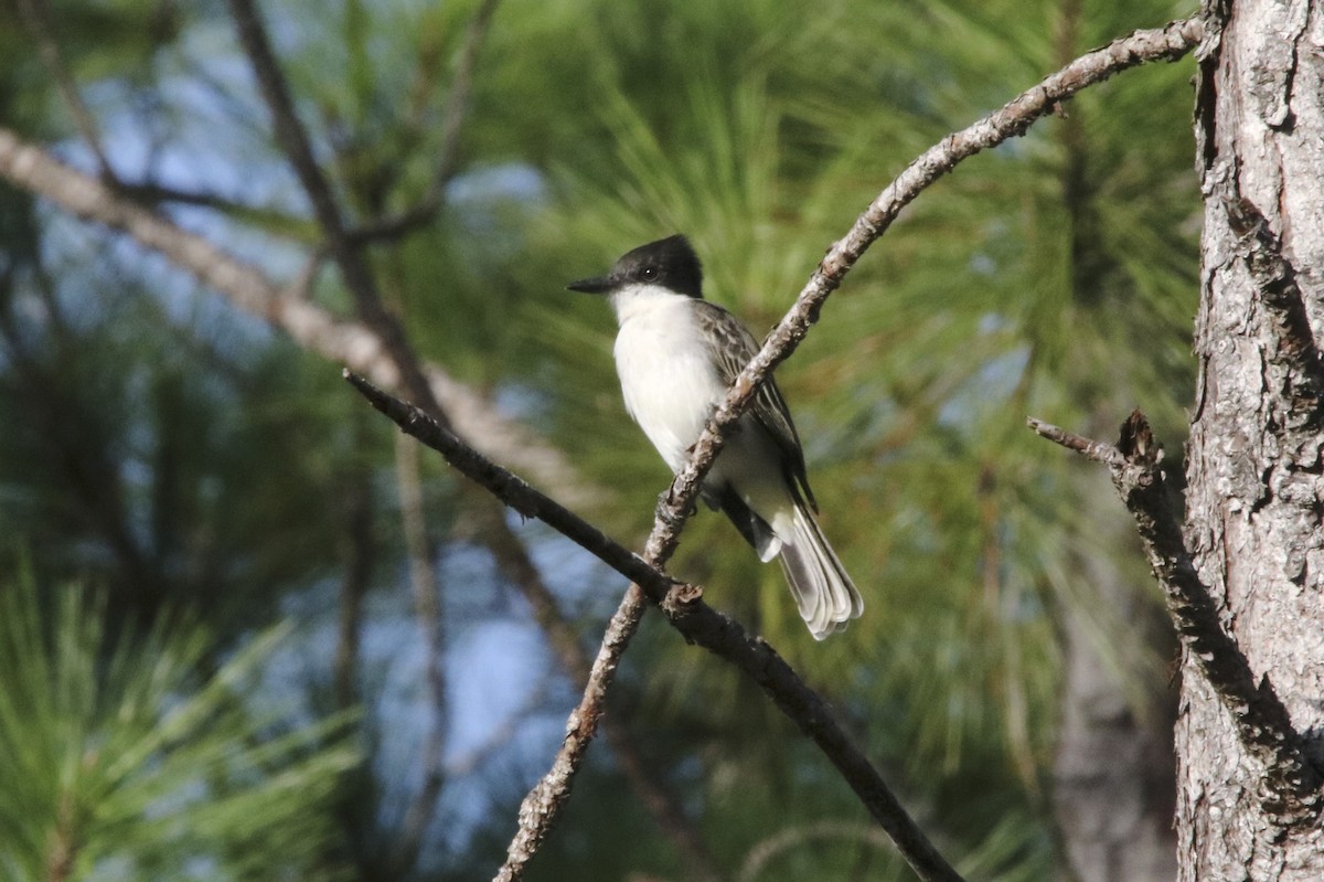 Loggerhead Kingbird - ML38528251