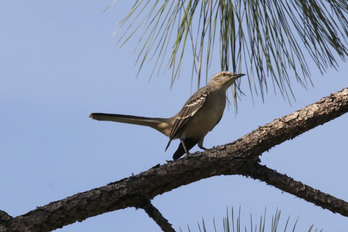 Northern Mockingbird - ML38528321