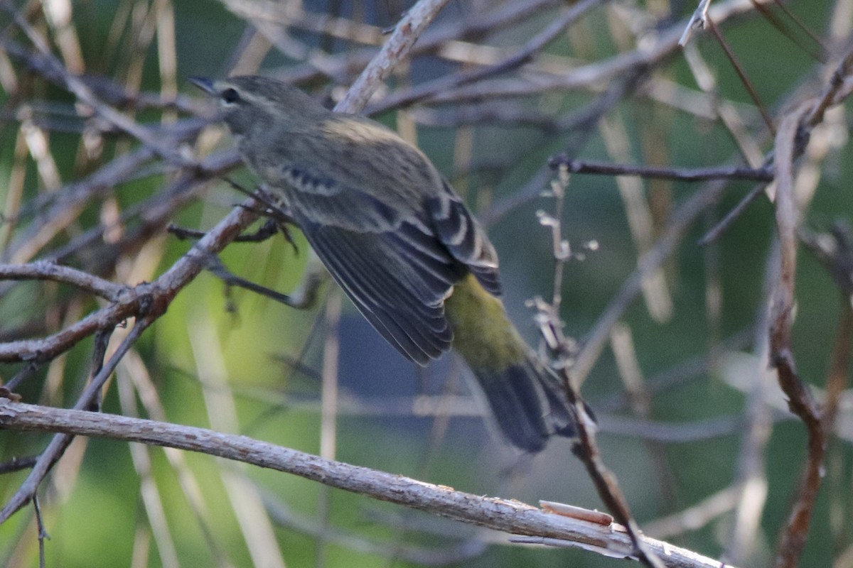 Palm Warbler - David Marjamaa