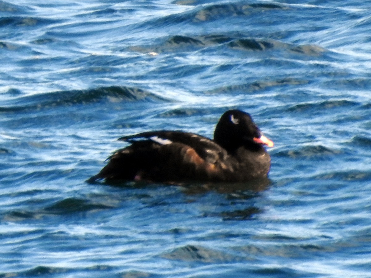 White-winged Scoter - ML385286841