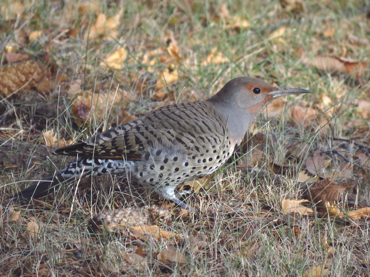 Northern Flicker - Ken Orich