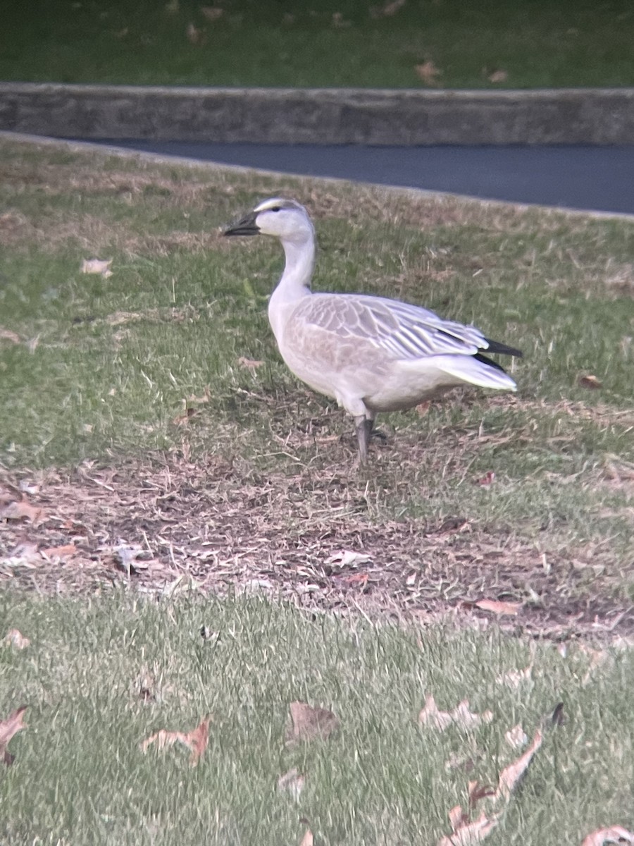 Oca delle nevi - ML385293011