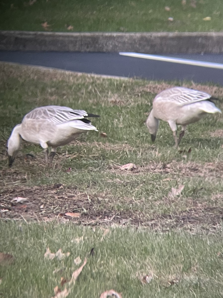 Oca delle nevi - ML385293031