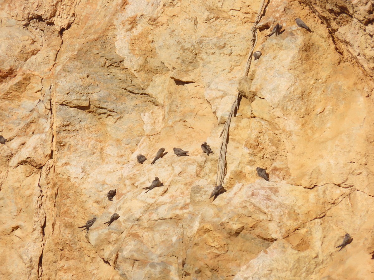 סנונית סלעים - ML385294501