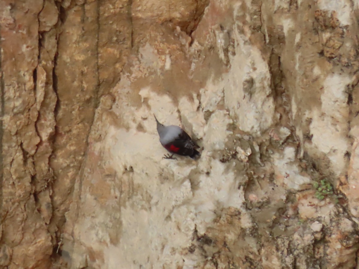 Wallcreeper - Virgilio Beltrán