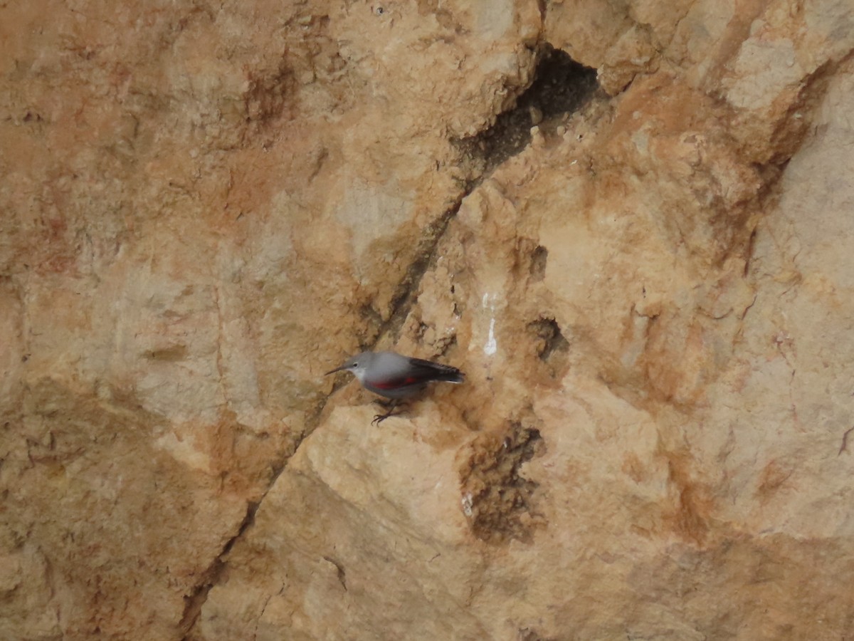 Wallcreeper - ML385294811