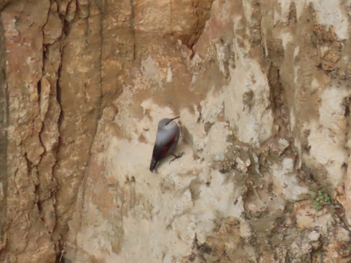 Wallcreeper - ML385294831