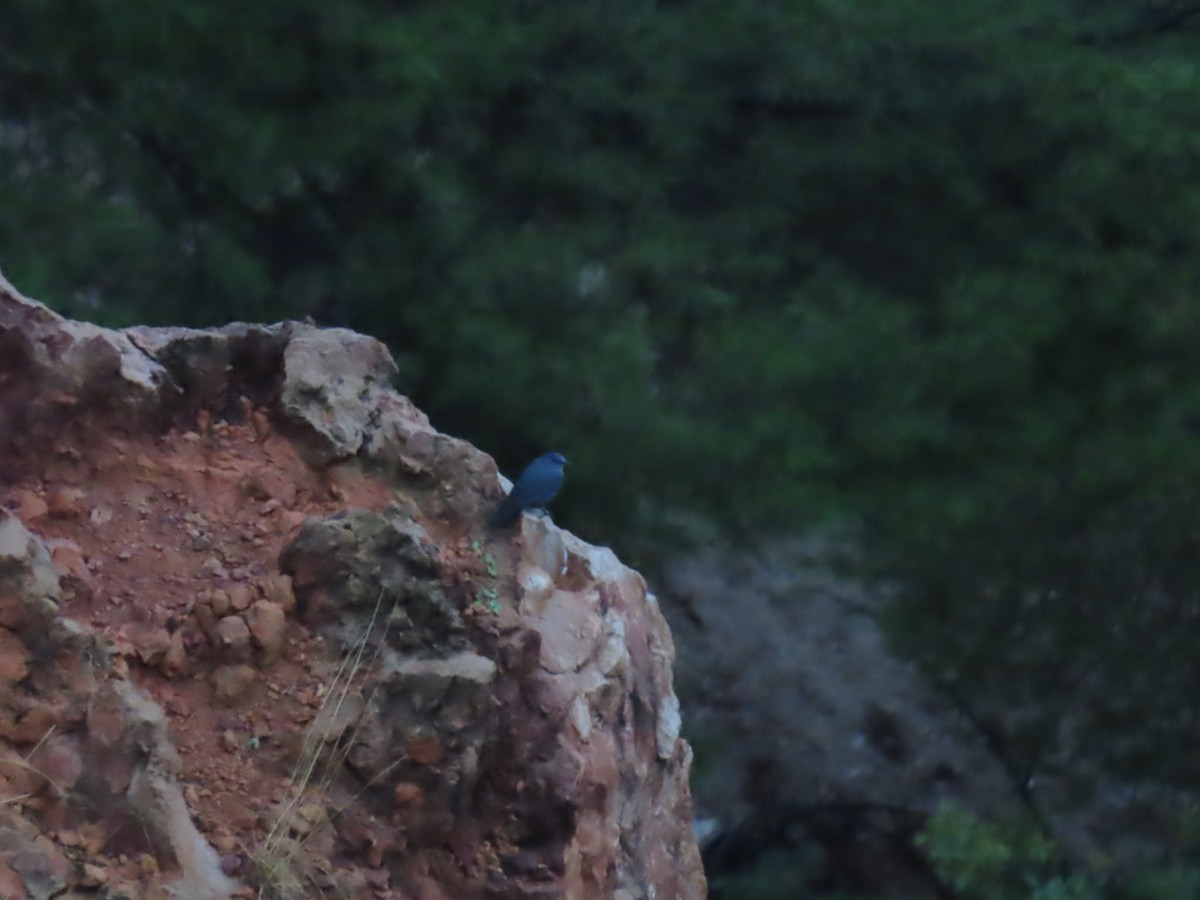 Blue Rock-Thrush - ML385295091