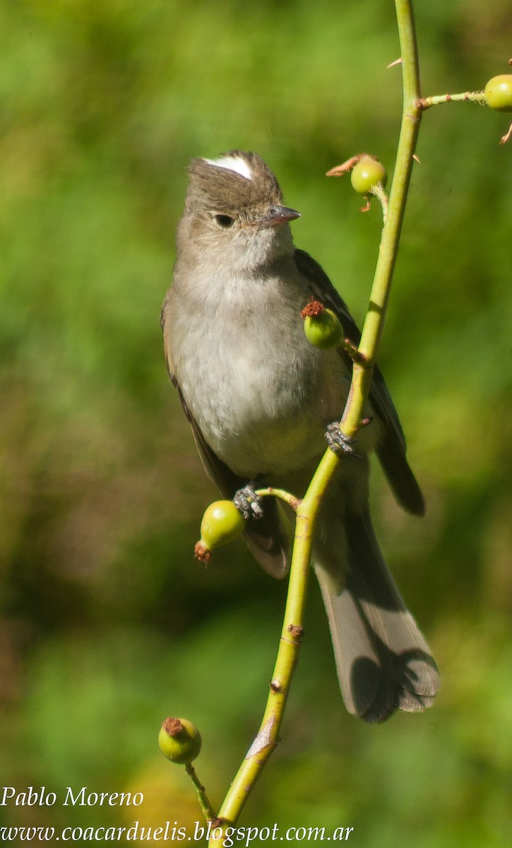 White-crested Elaenia - ML38529571