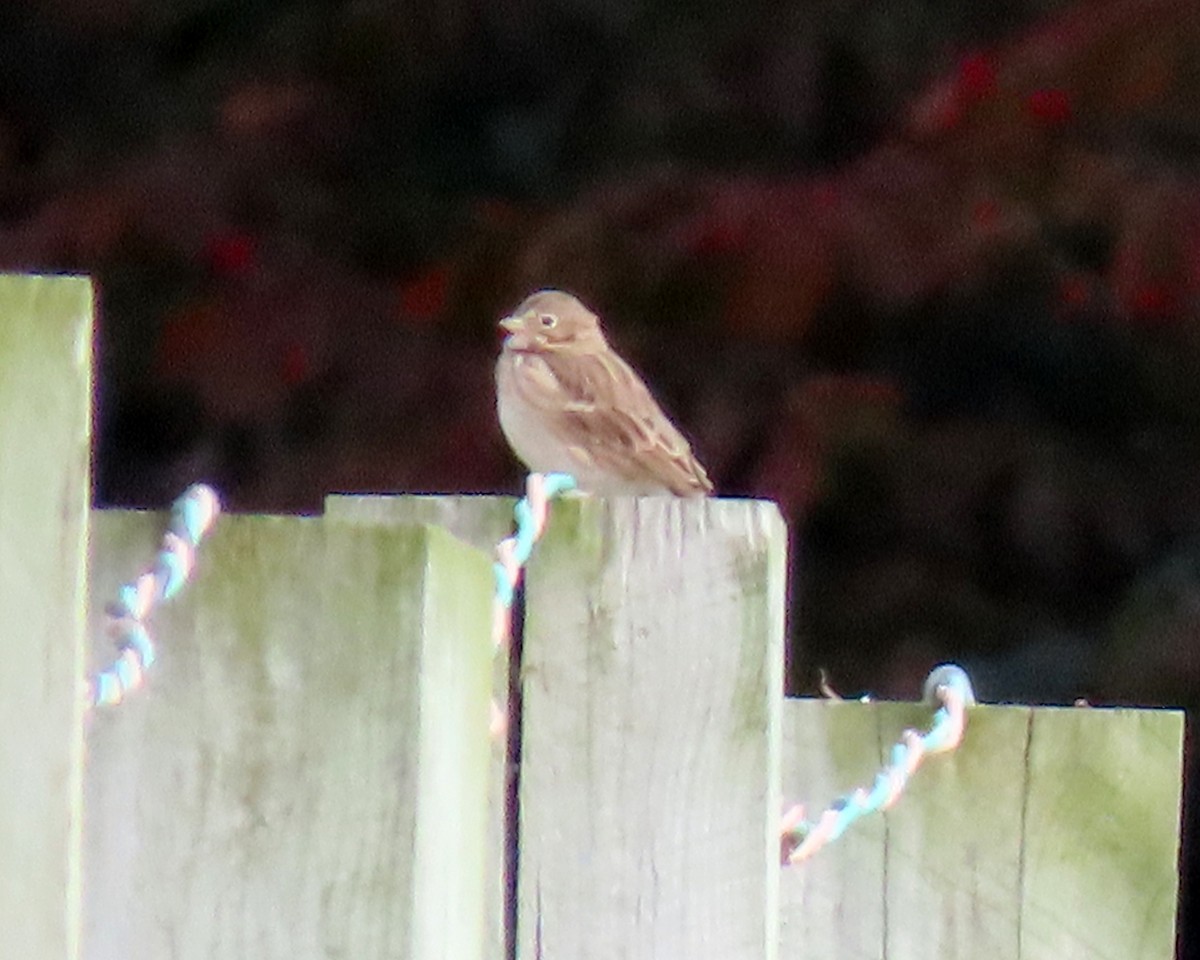 Vesper Sparrow - Karen Hogan