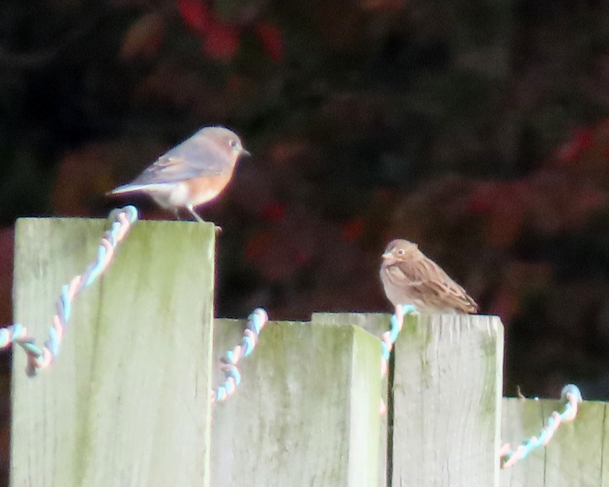 Vesper Sparrow - Karen Hogan