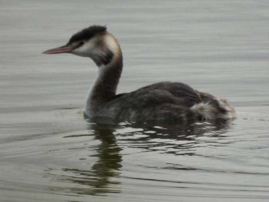 Great Crested Grebe - Esther and Gyula Mackinlay - Gergely