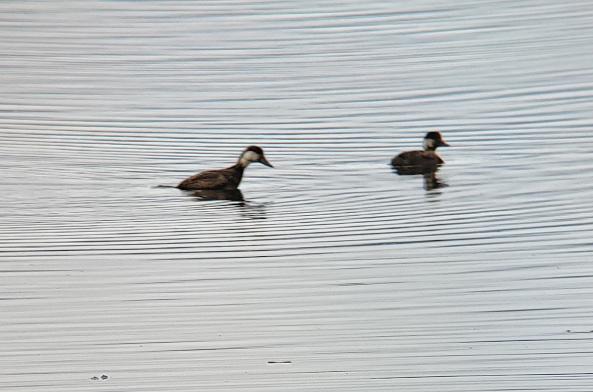 Black Scoter - James Arneson