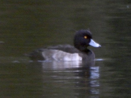 Tufted Duck - Esther and Gyula Mackinlay - Gergely