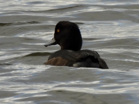 Tufted Duck - Esther and Gyula Mackinlay - Gergely