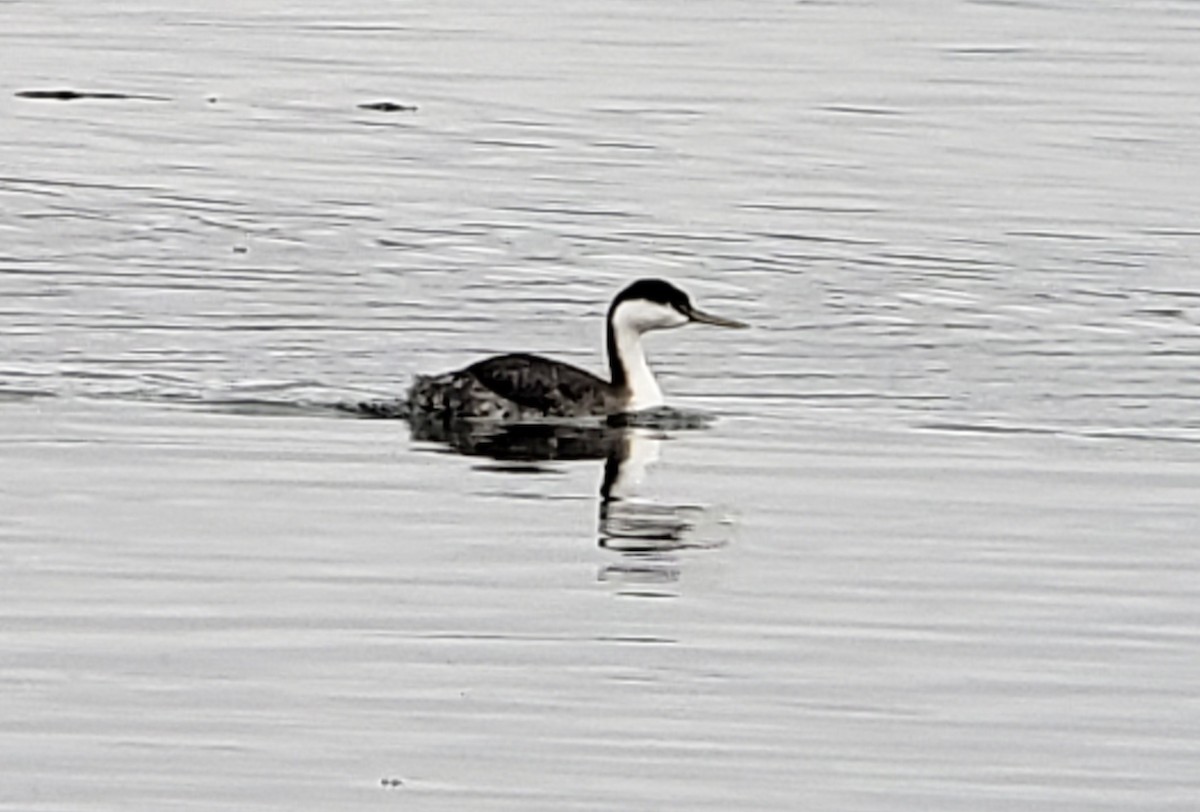 Western Grebe - James Arneson