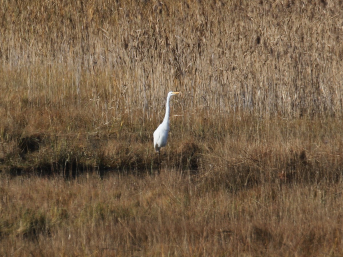 Great Egret - ML385300381