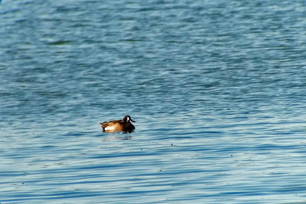 Blue-winged Teal - Jorge  Leonor González