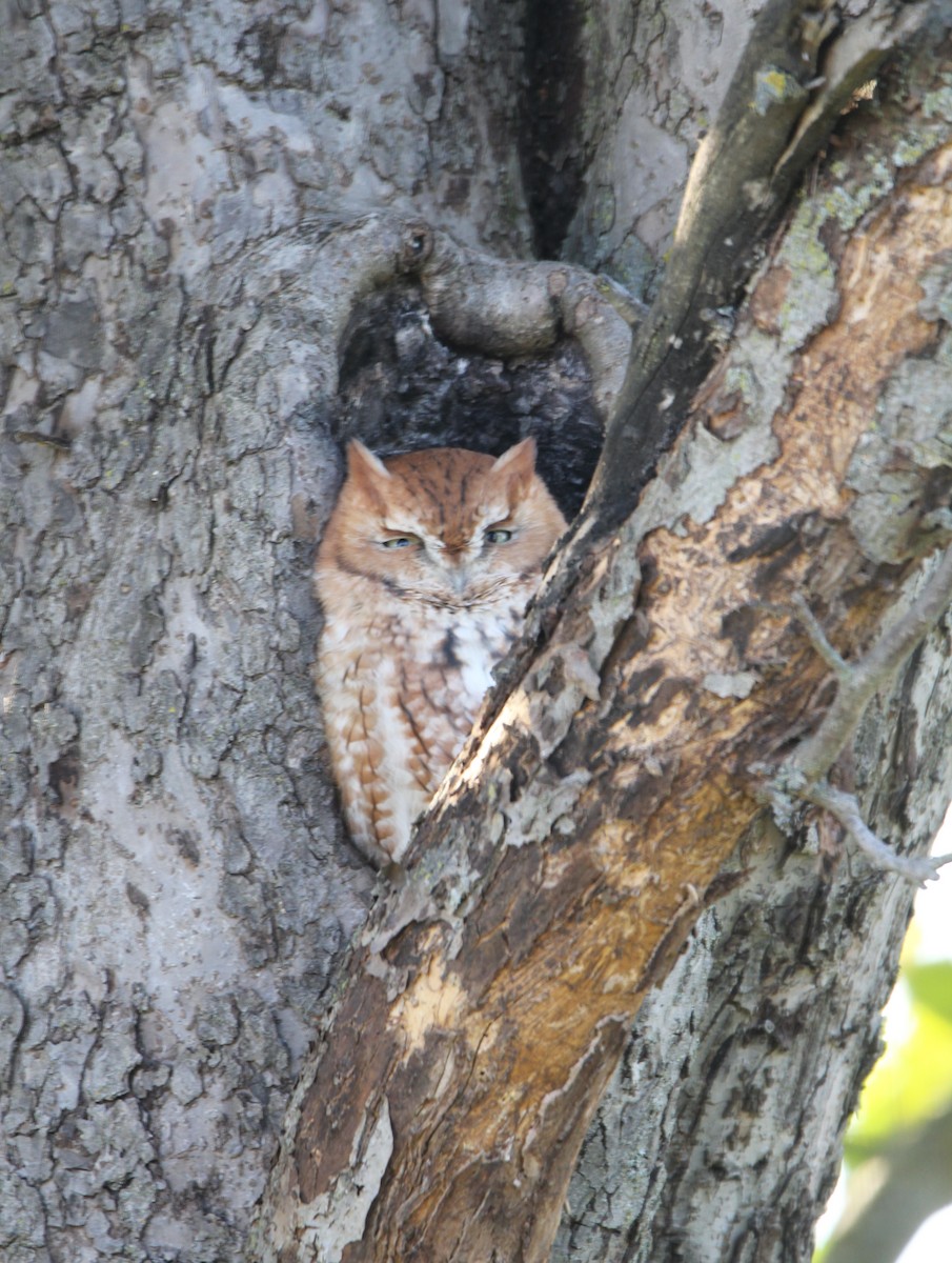 Eastern Screech-Owl - ML385300461