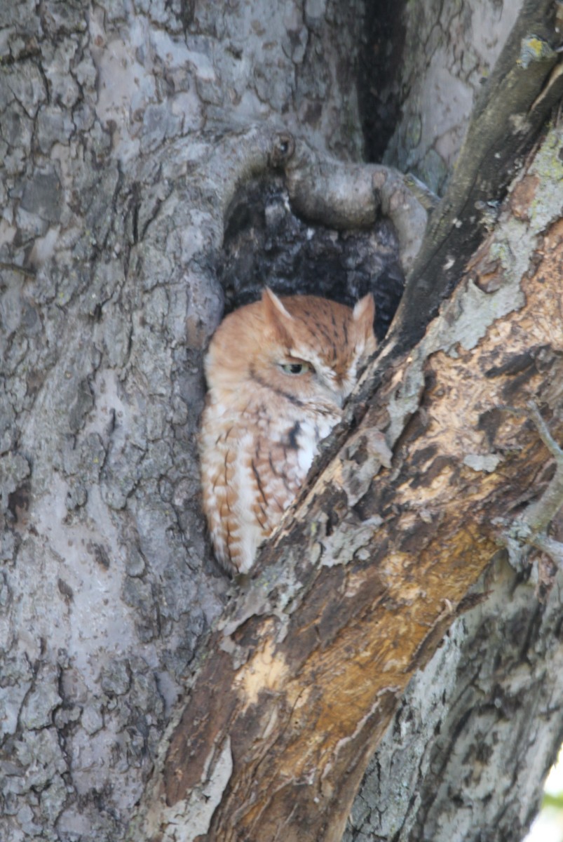 Eastern Screech-Owl - Nancy Gill