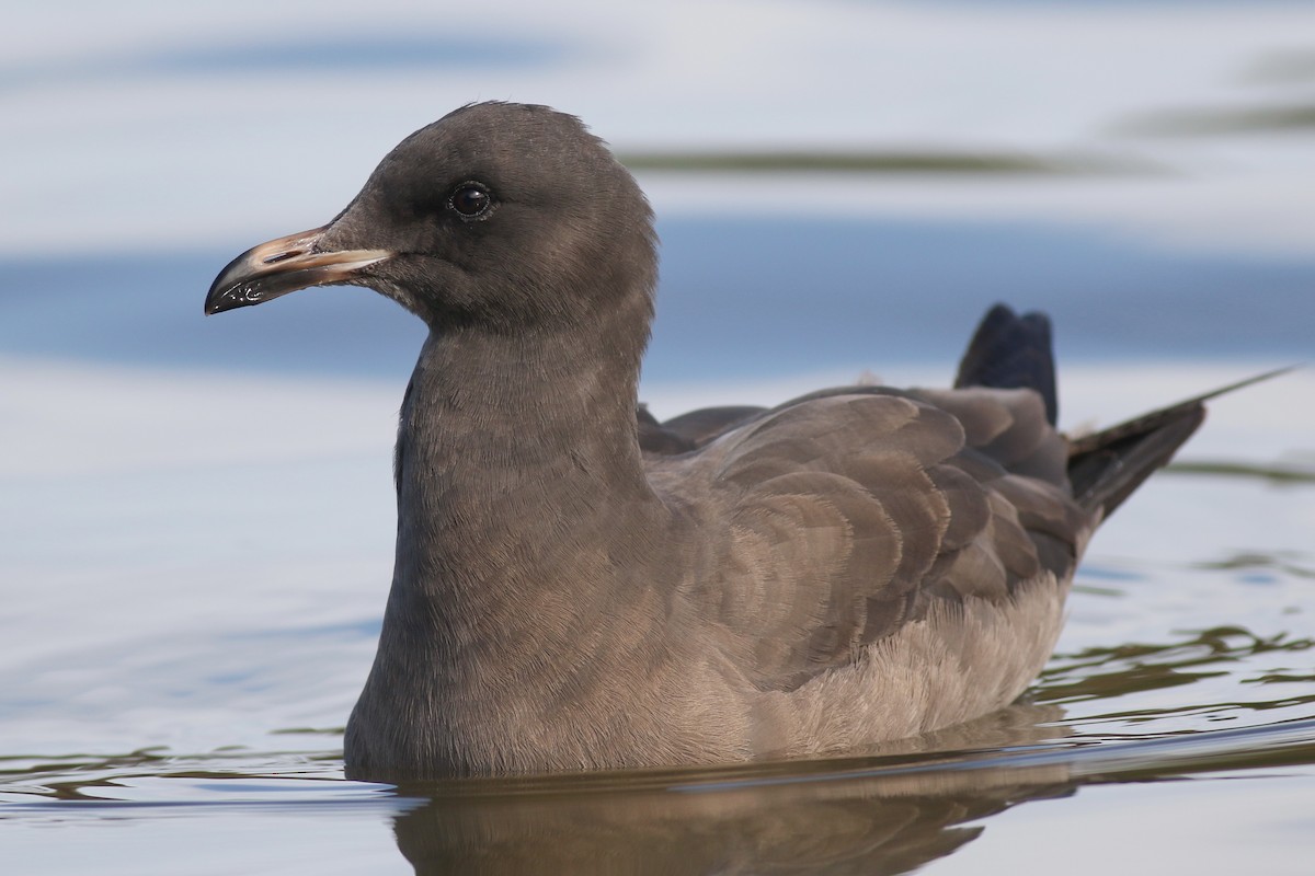 Heermann's Gull - ML385302731